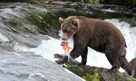 Traveler Stories: Bears of Brooks Falls, Alaska