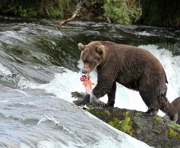 Traveler Stories: Bears of Brooks Falls, Alaska