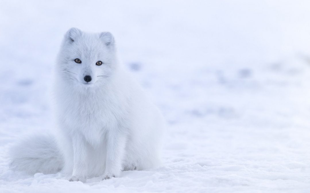 Video: Life in the Cold—Photographing Arctic Animals