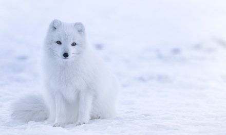 Video: Life in the Cold—Photographing Arctic Animals