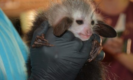 Nat Hab & Malagasy NGO Aid the Aye-aye
