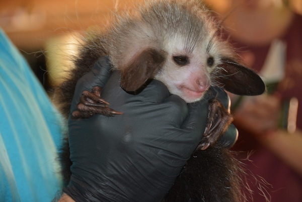 Aye-aye infant with the Madagascar Biodiversity Partnership.