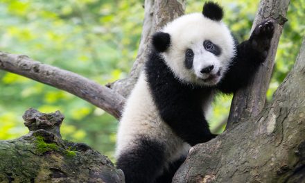 Will You Miss the Animals You Never Knew?