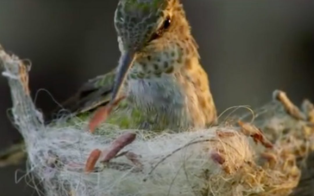 Videos: The Tiny House Trend, Hummingbird-Style