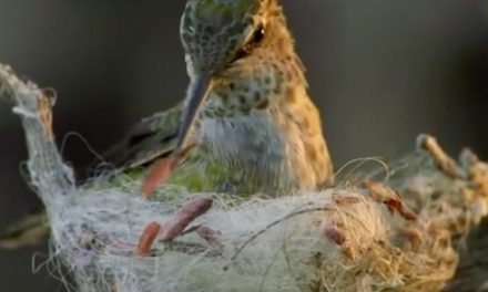 Videos: The Tiny House Trend, Hummingbird-Style