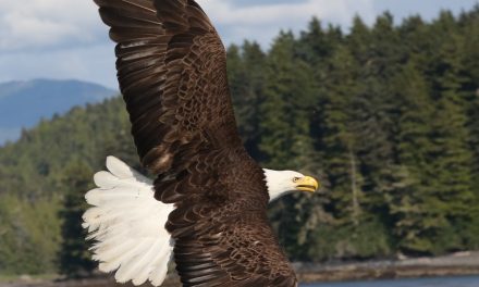 Wildlife Photo of the Week: American Bald Eagle