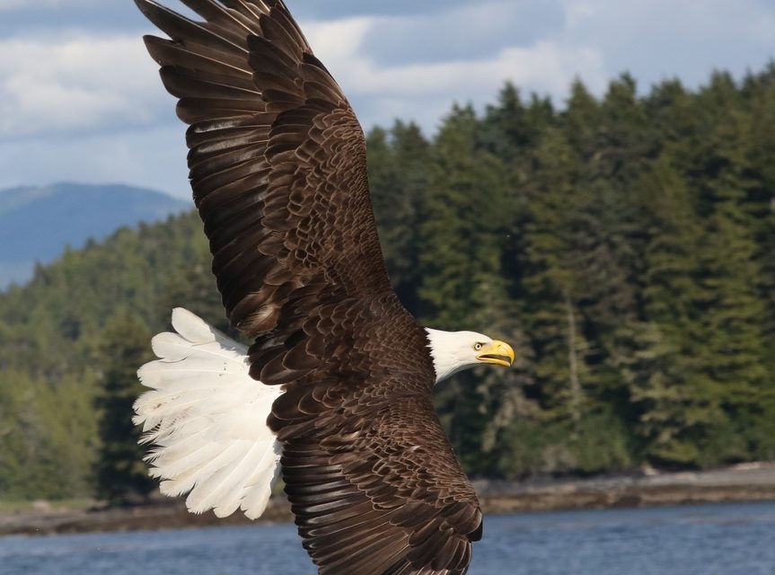 Wildlife Photo of the Week: American Bald Eagle