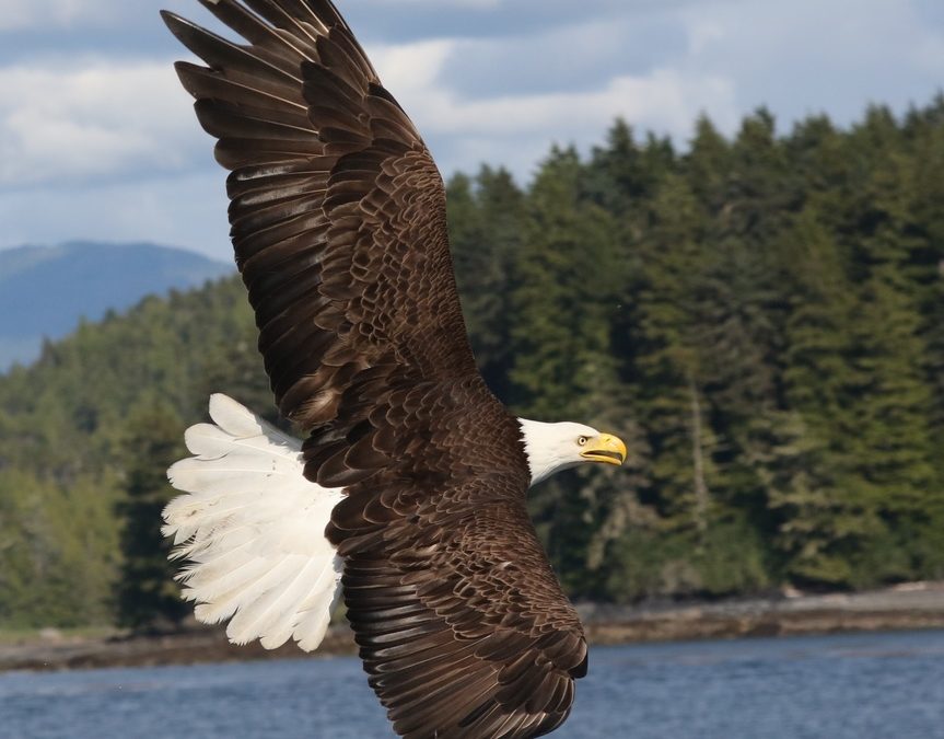 Wildlife Photo of the Week: American Bald Eagle