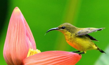 Wildlife Photo of the Week: Beauty is Me