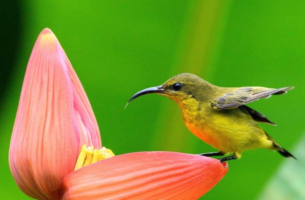 Wildlife Photo of the Week: Beauty is Me