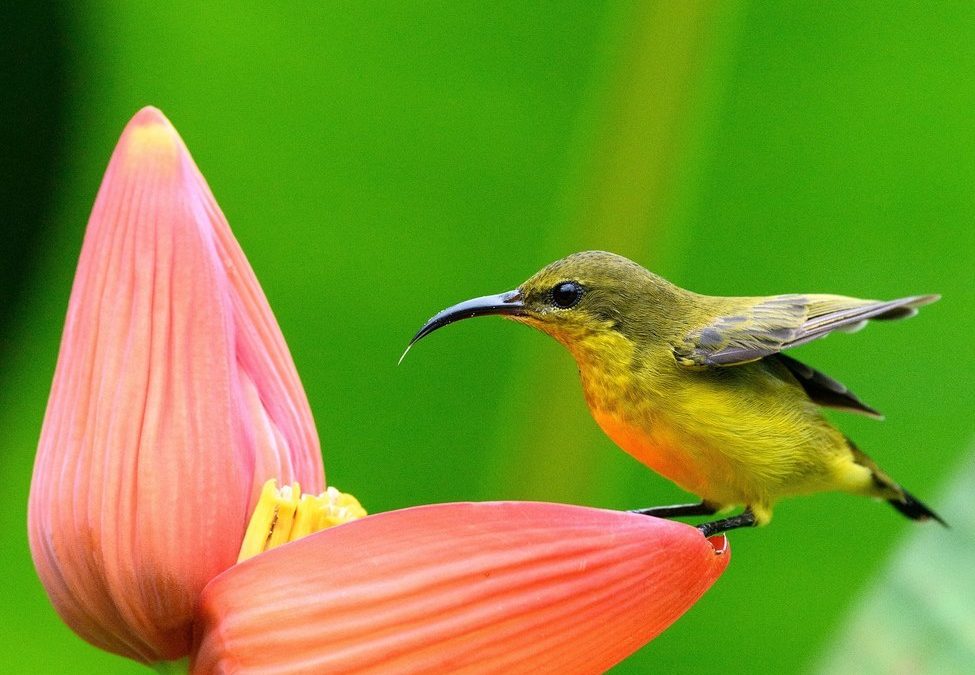 Wildlife Photo of the Week: Beauty is Me