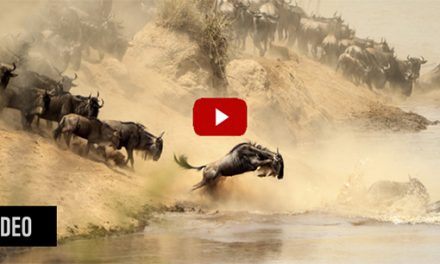 Nat Hab’s “Great Migration Safaris” Video in the Adventure in Motion Film Contest!