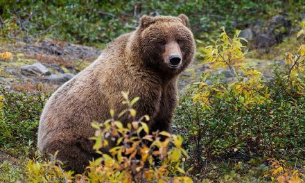 More Animals and More Biodiversity Mean More CO2 Storing