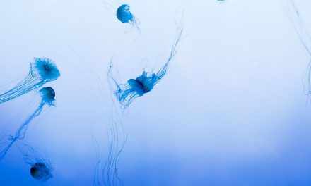 The Largest Migration on Earth Is Vertical