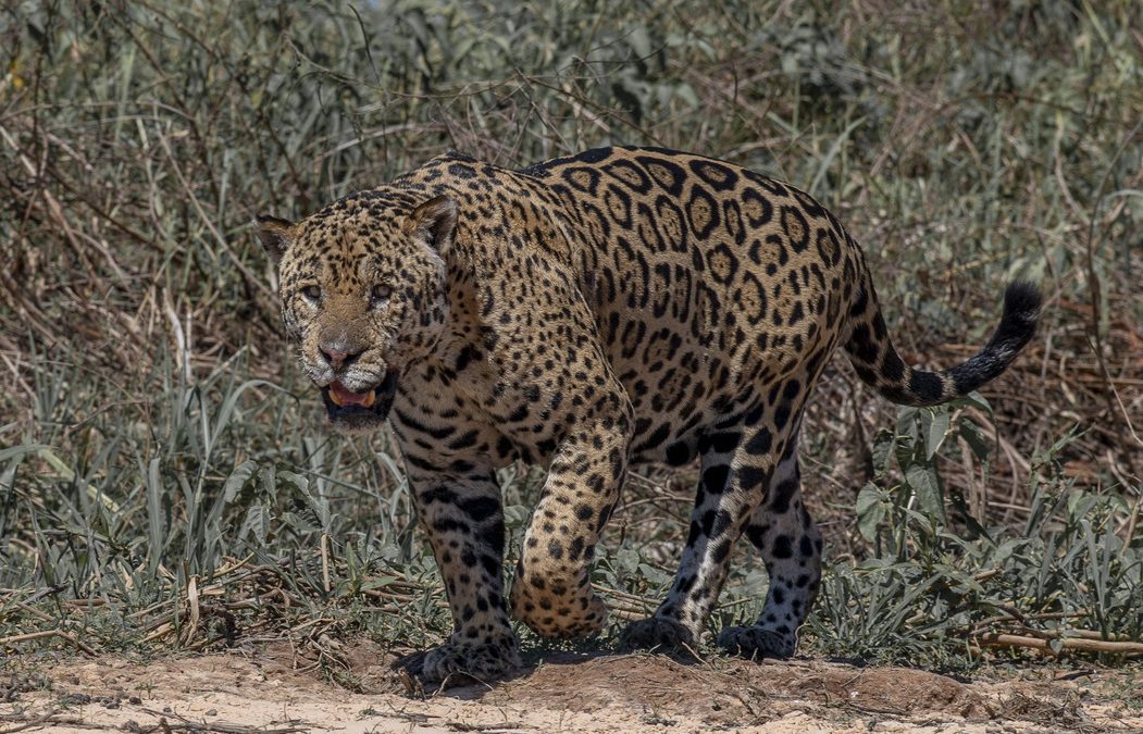 Wildlife Photo of the Week: Scars