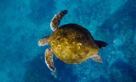 Surreal Snorkeling in the Galapagos