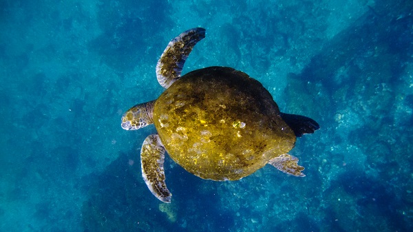 Sea turtle in the Galapagos