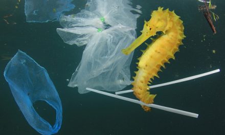 Nat Hab Eliminates Plastic Straws Around the World