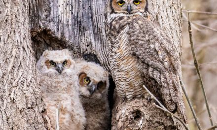 Wildlife Photo of the Week: What Are You Looking At?