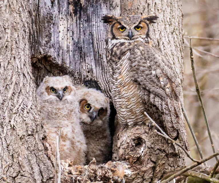 Wildlife Photo of the Week: What Are You Looking At?