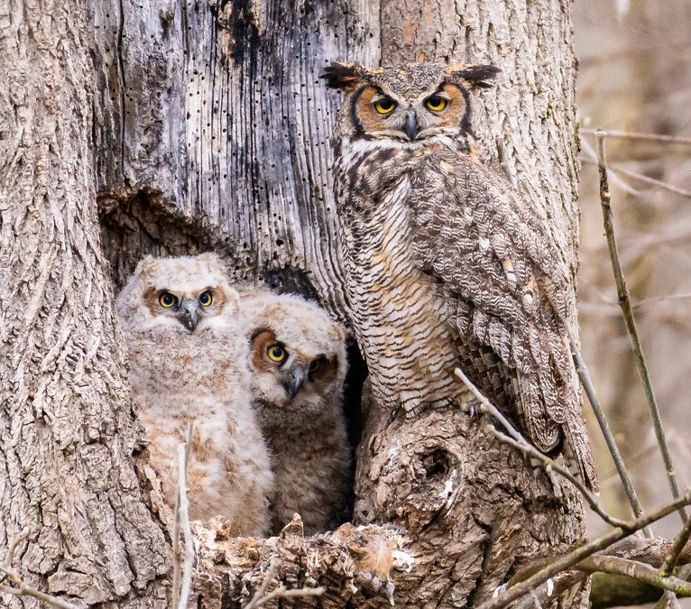 Wildlife Photo of the Week: What Are You Looking At?