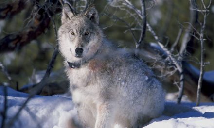 Audio Tale: Wolf Encounter in Glacier Bay National Park