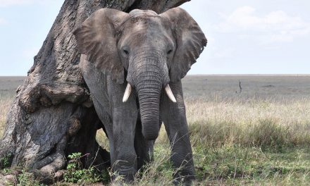 Esteeming Elephants: September 22 Is National Elephant Appreciation Day