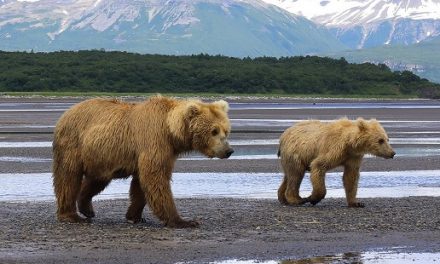 Balancing with the Bears of Katmai
