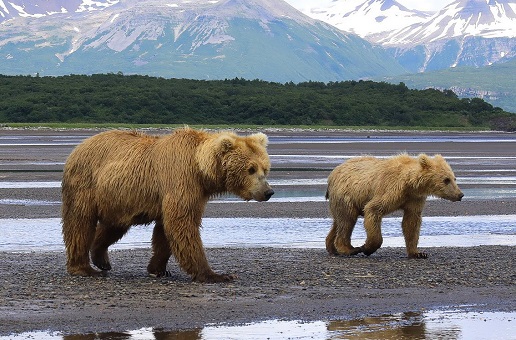 Balancing with the Bears of Katmai