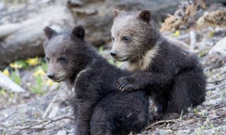 Wildlife Photo of the Week: Grizzly Bear Pals