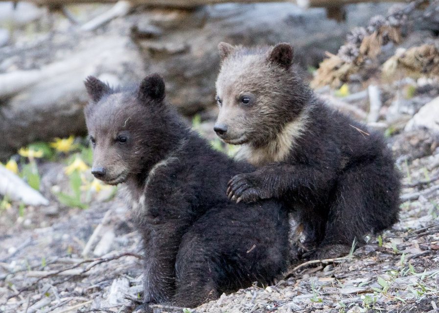 Wildlife Photo of the Week: Grizzly Bear Pals
