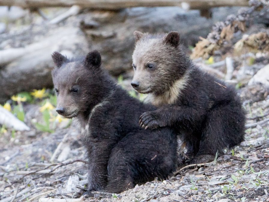 Wildlife Photo of the Week: Grizzly Bear Pals