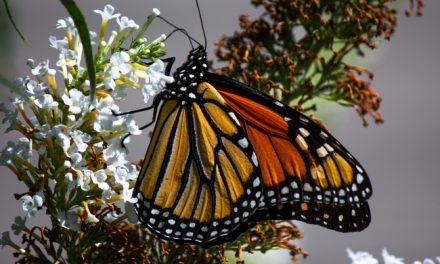 Wildlife Photo of the Week: Perched Monarch