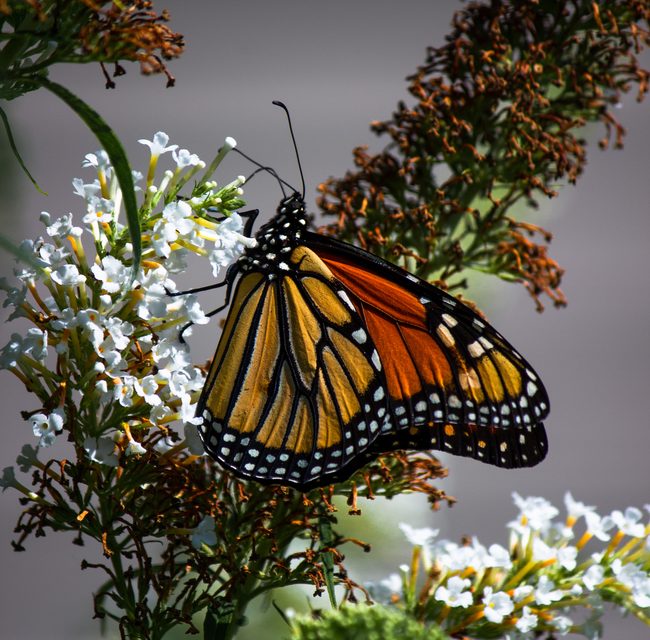 Wildlife Photo of the Week: Perched Monarch