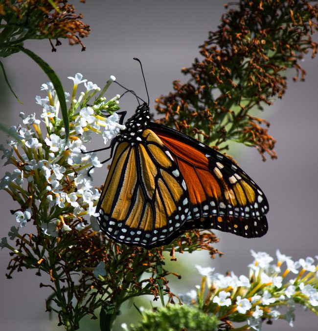 Wildlife Photo of the Week: Perched Monarch