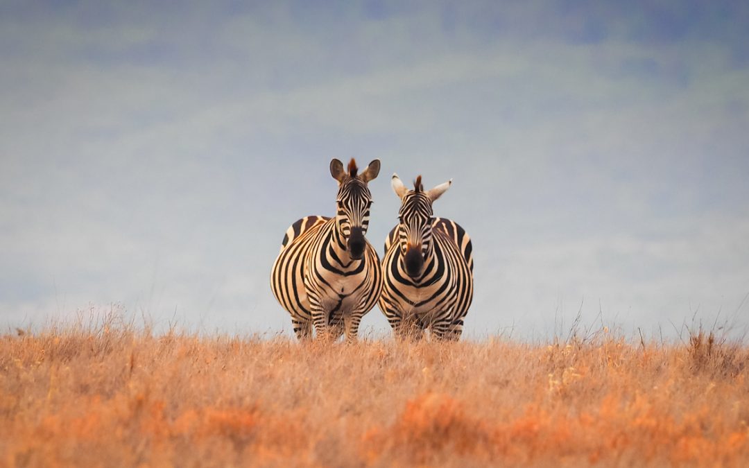 Wildlife Photo of the Week: Two of a Kind