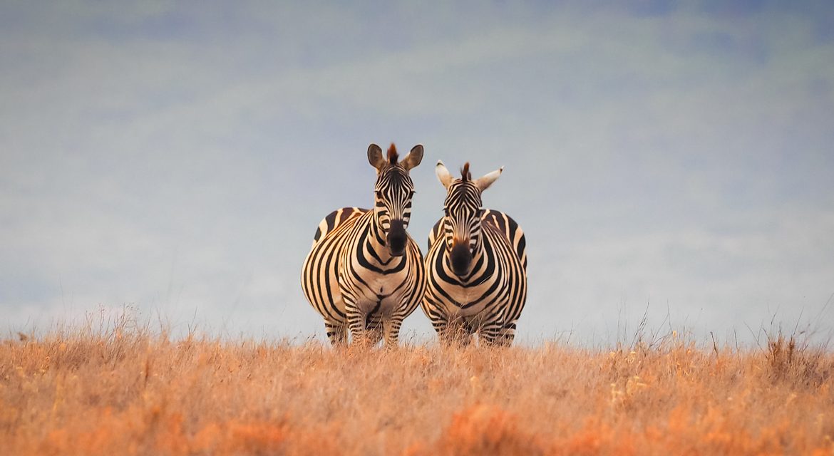 Wildlife Photo of the Week: Two of a Kind