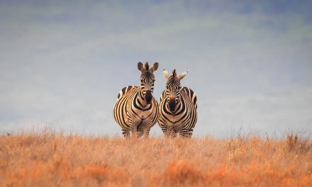 Wildlife Photo of the Week: Two of a Kind