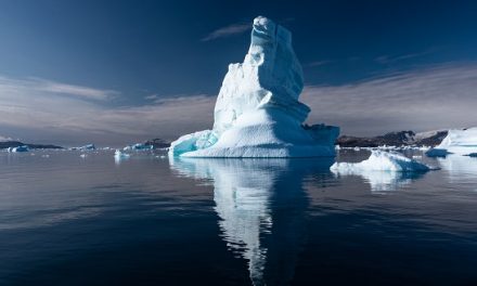 A Wild Polar Bear Encounter in Greenland