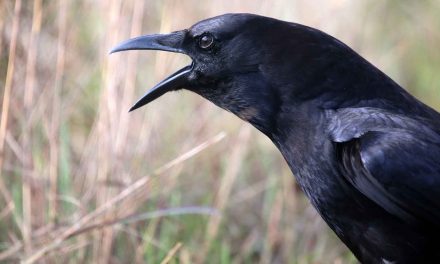 Crows Are as Intelligent as a Seven-Year-Old Child