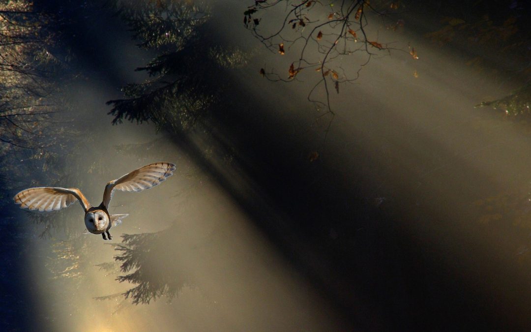 Halloween Video: Barn Owls, Hunters in the Night