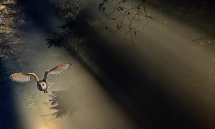 Halloween Video: Barn Owls, Hunters in the Night