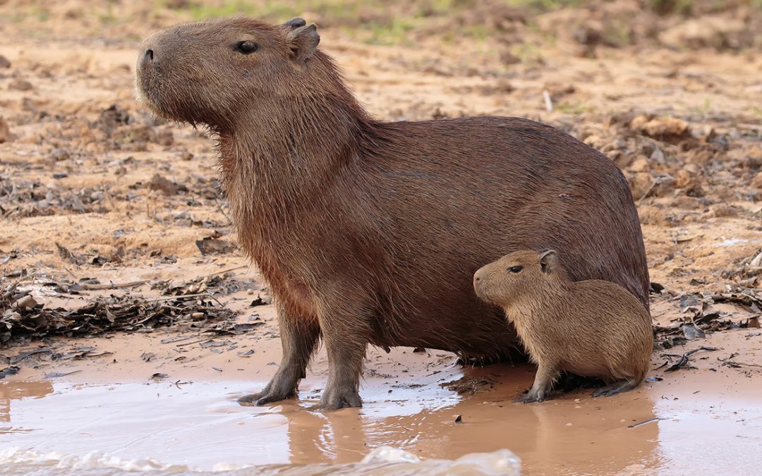 Wildlife Photo of the Week: Capybaras