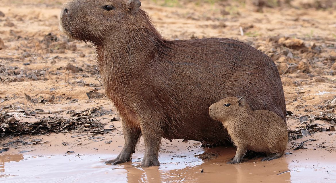 Wildlife Photo of the Week: Capybaras