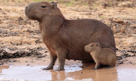 Wildlife Photo of the Week: Capybaras