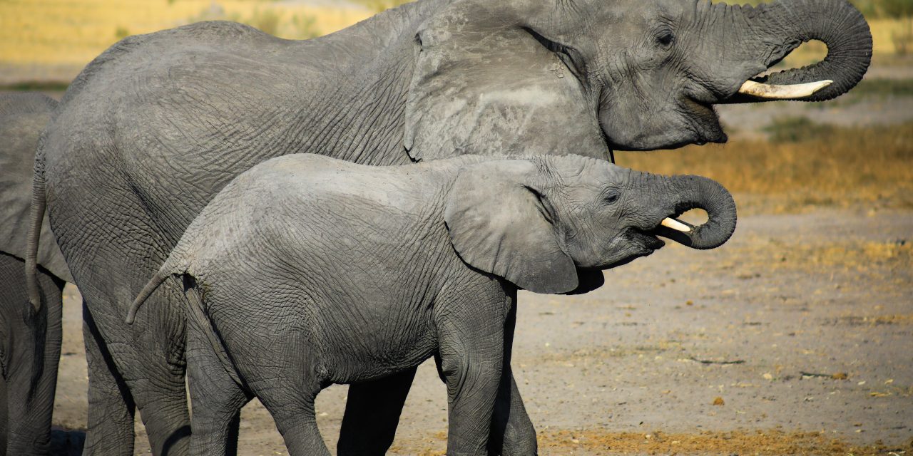 Finding Harmony in Botswana