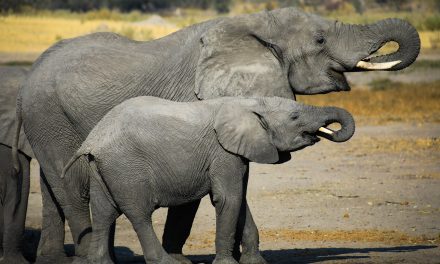 Finding Harmony in Botswana