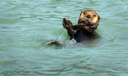 A Lonely Grave on the Russian Frontier | Olaf’s Corner