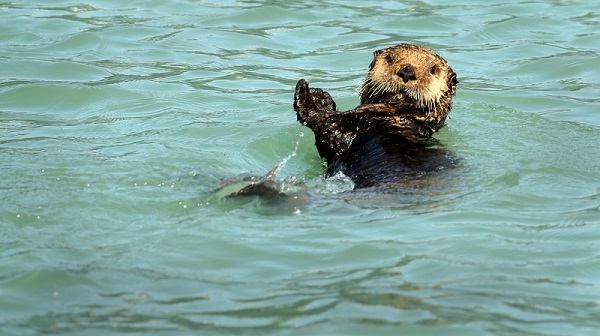 Sea otter playing in Alaska