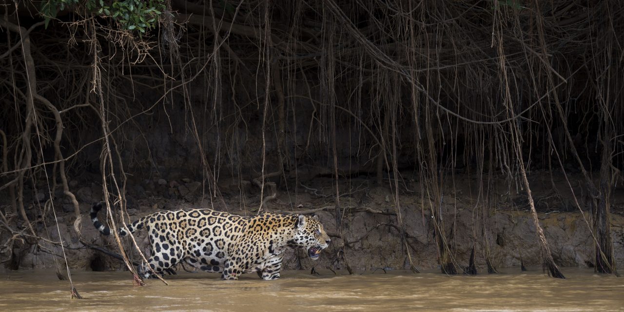 Homeland Security for Jaguars